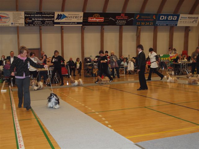 Shih Tzu Danmark